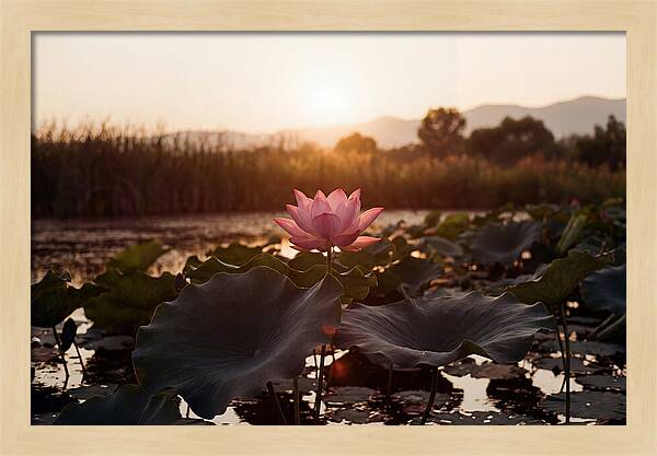 Lotus Flower In Full Bloom