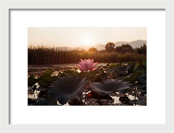 Lotus Flower In Full Bloom