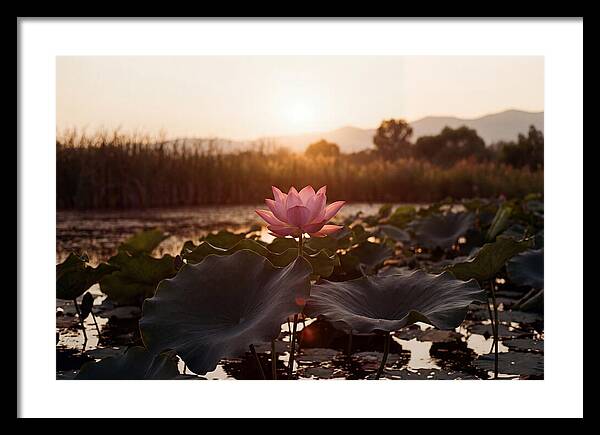 Lotus Flower In Full Bloom
