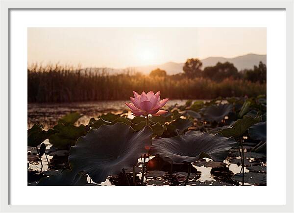 Lotus Flower In Full Bloom