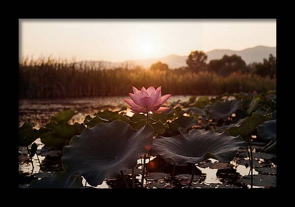 Lotus Flower In Full Bloom