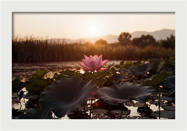 Lotus Flower In Full Bloom