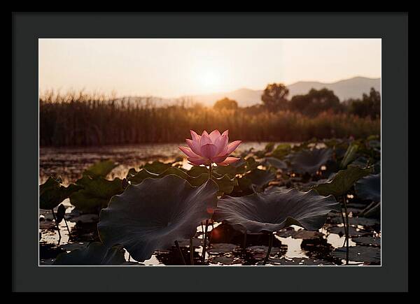 Lotus Flower In Full Bloom