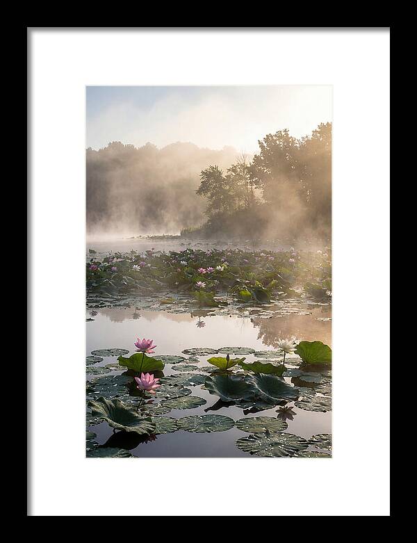 Lotus Lake Serenity