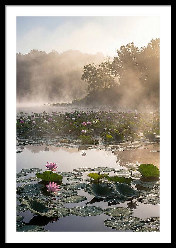 Lotus Lake Serenity