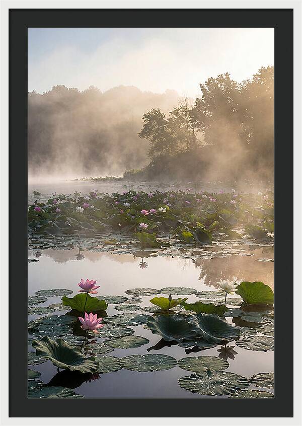 Lotus Lake Serenity