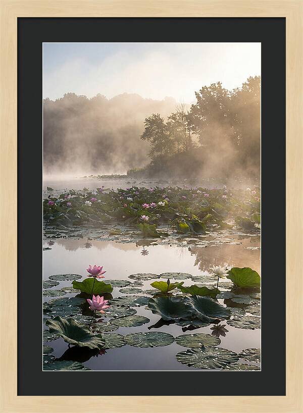 Lotus Lake Serenity