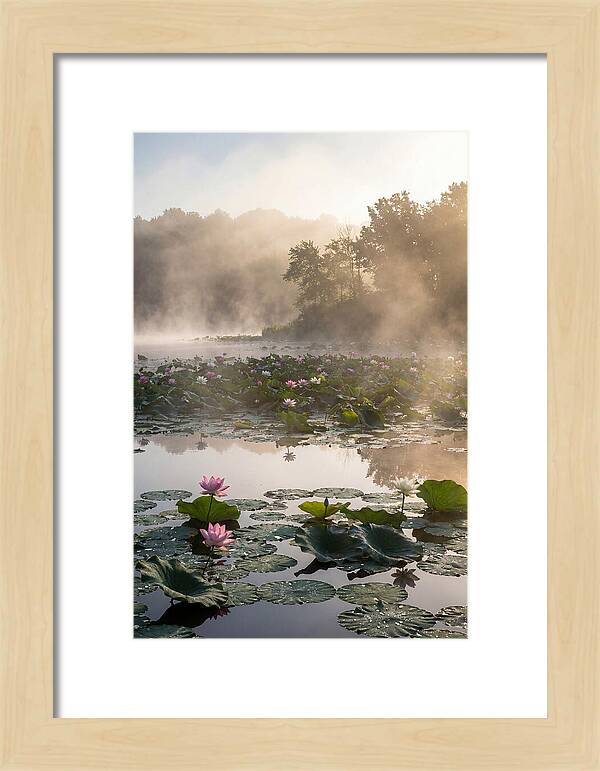 Lotus Lake Serenity