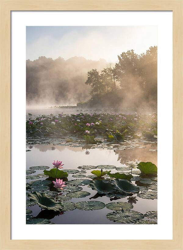 Lotus Lake Serenity