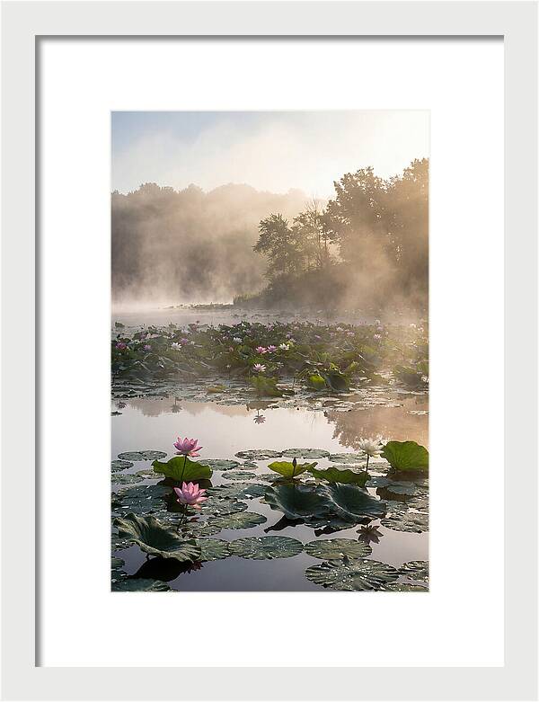 Lotus Lake Serenity