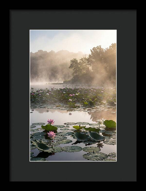 Lotus Lake Serenity