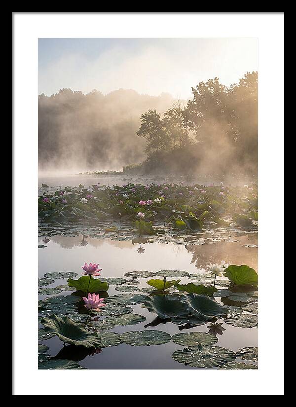 Lotus Lake Serenity