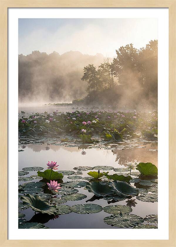 Lotus Lake Serenity