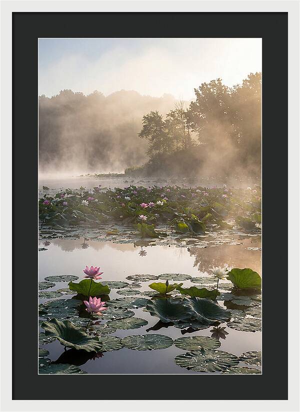 Lotus Lake Serenity