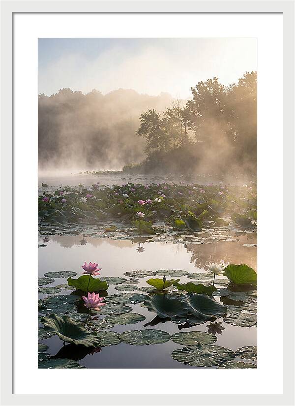 Lotus Lake Serenity