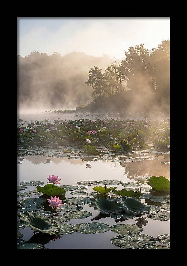 Lotus Lake Serenity