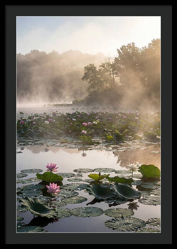 Lotus Lake Serenity