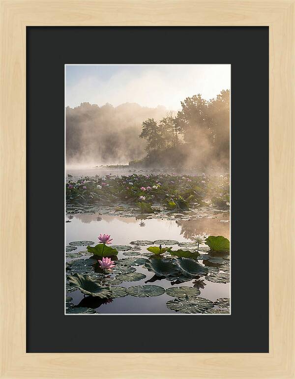 Lotus Lake Serenity