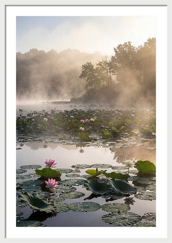 Lotus Lake Serenity