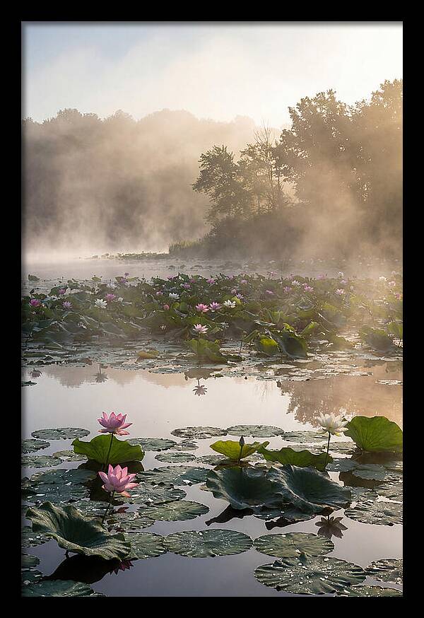 Lotus Lake Serenity