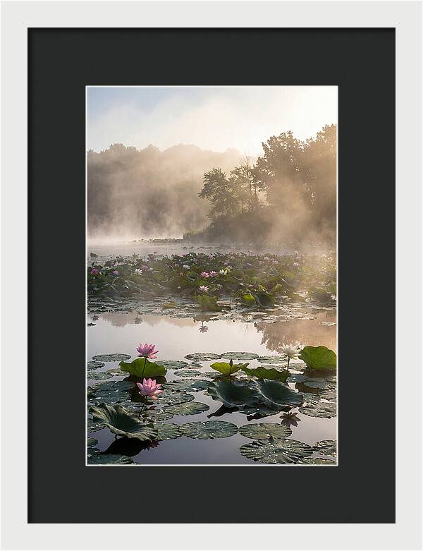 Lotus Lake Serenity