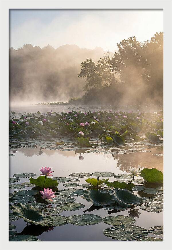 Lotus Lake Serenity