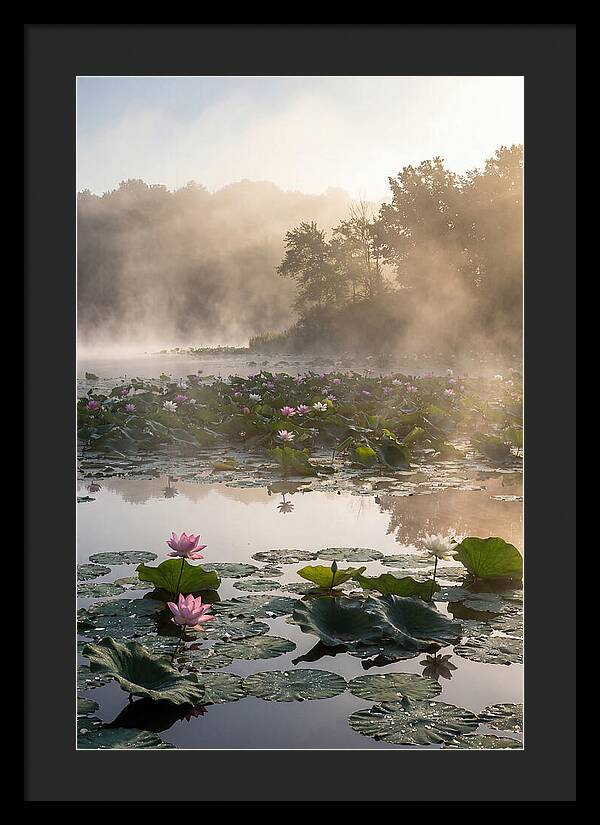 Lotus Lake Serenity