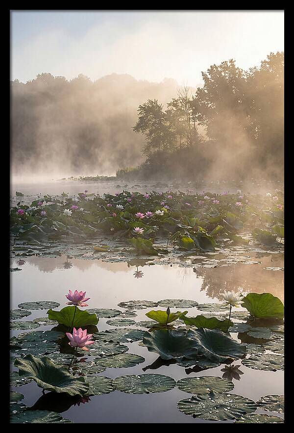 Lotus Lake Serenity