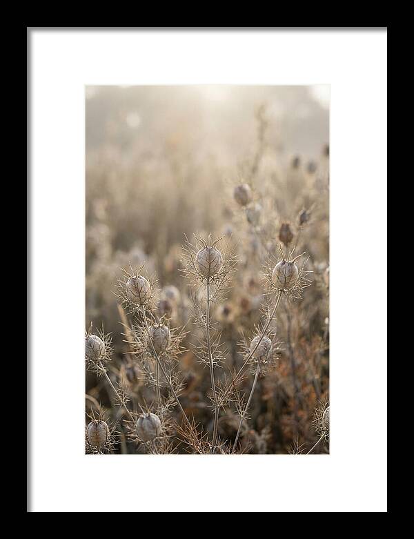 Love In A Mist Serenity