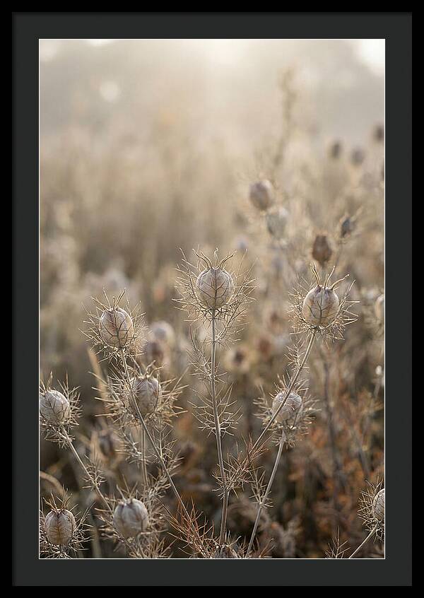 Love In A Mist Serenity