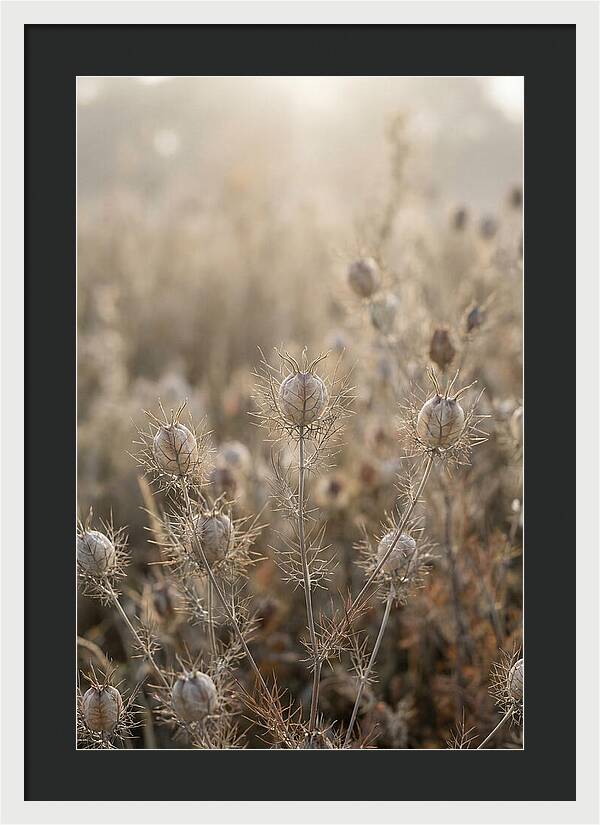 Love In A Mist Serenity