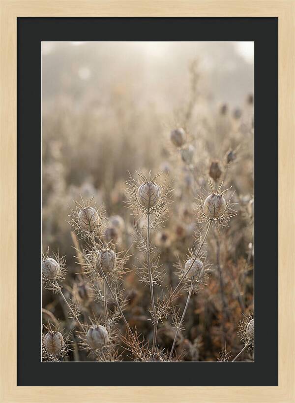 Love In A Mist Serenity