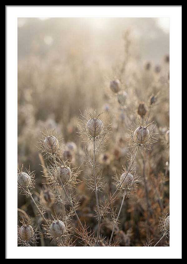 Love In A Mist Serenity