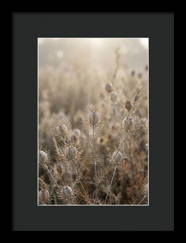 Love In A Mist Serenity