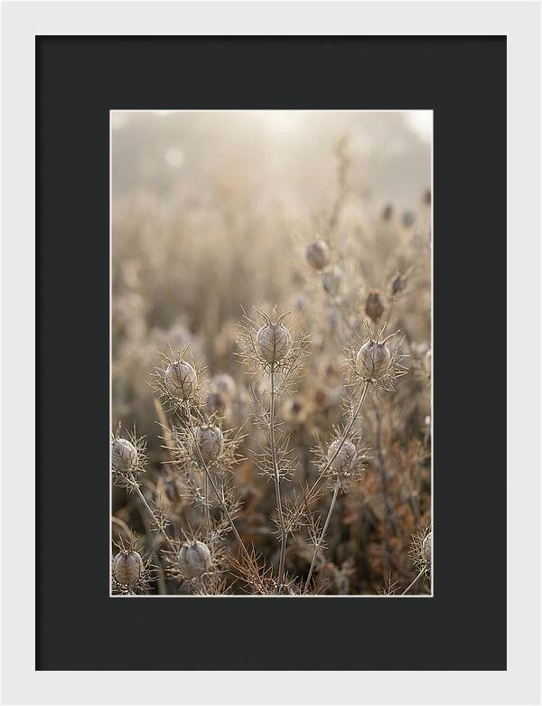 Love In A Mist Serenity