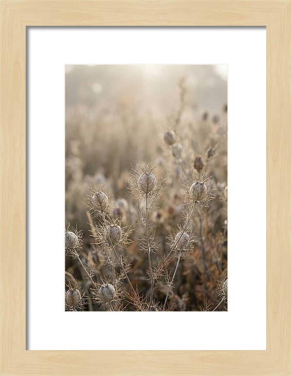 Love In A Mist Serenity