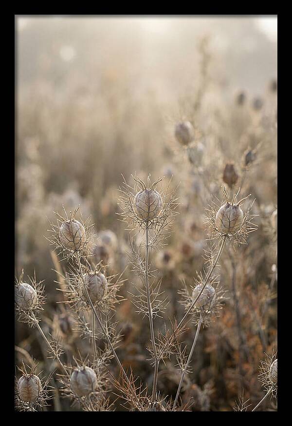 Love In A Mist Serenity