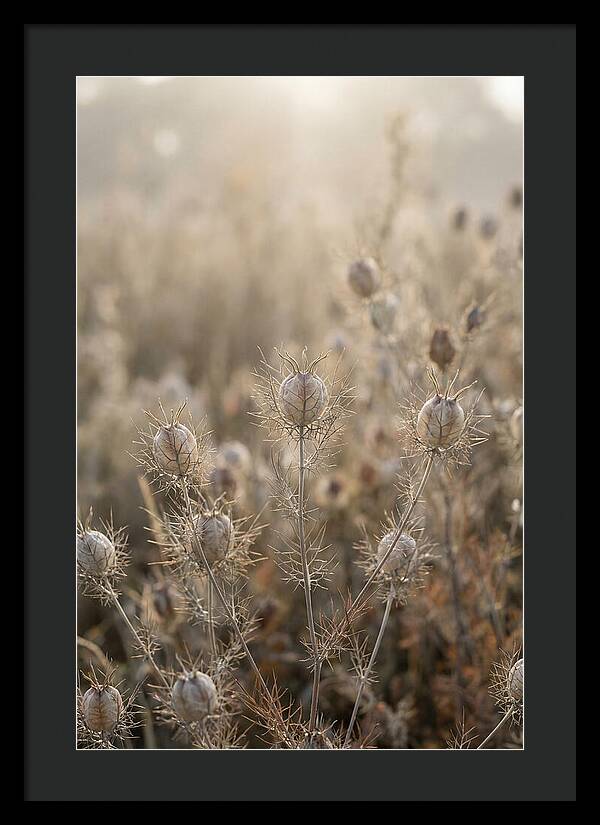 Love In A Mist Serenity