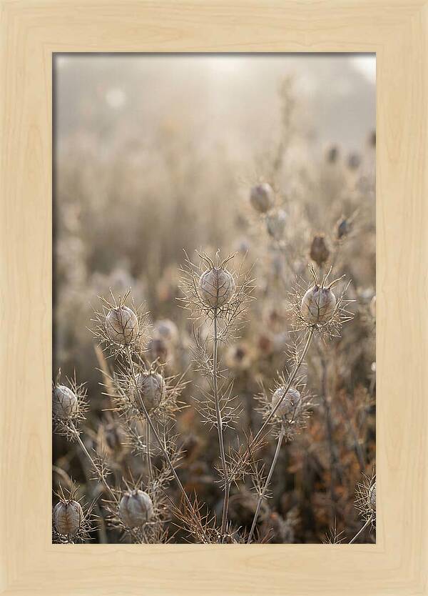Love In A Mist Serenity