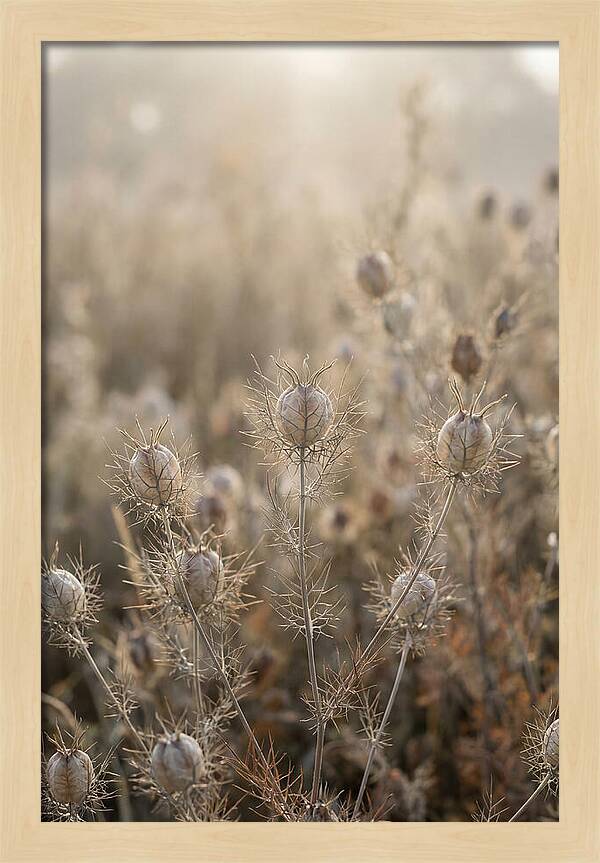 Love In A Mist Serenity