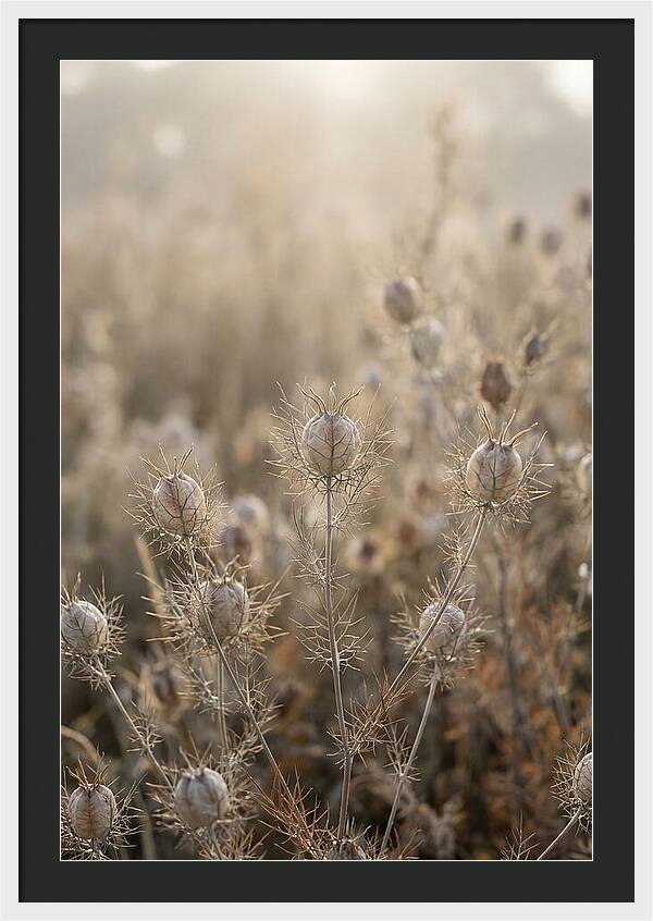 Love In A Mist Serenity