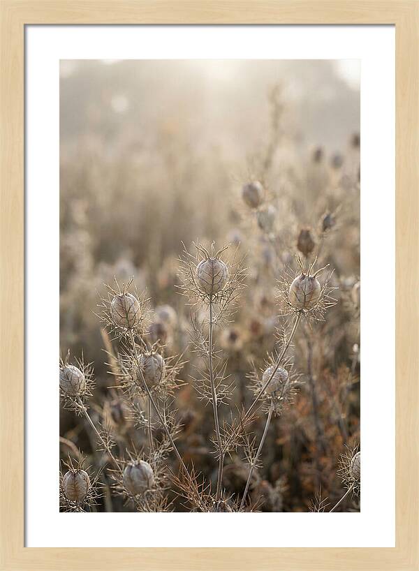 Love In A Mist Serenity