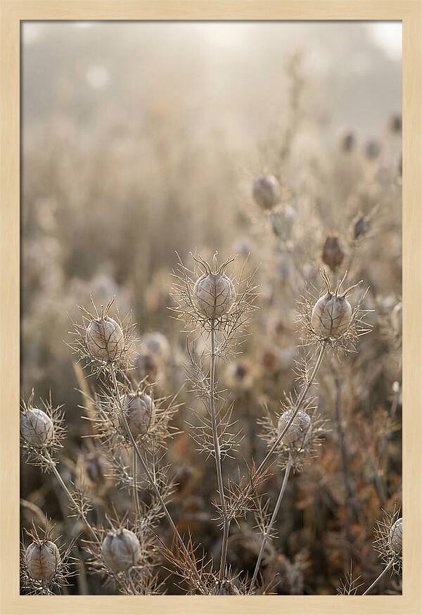 Love In A Mist Serenity