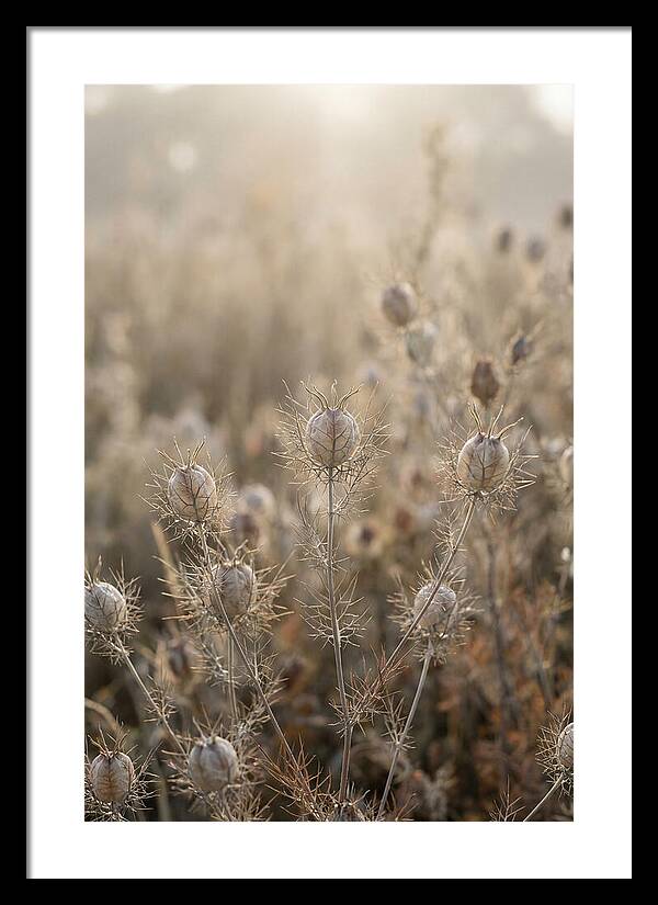 Love In A Mist Serenity