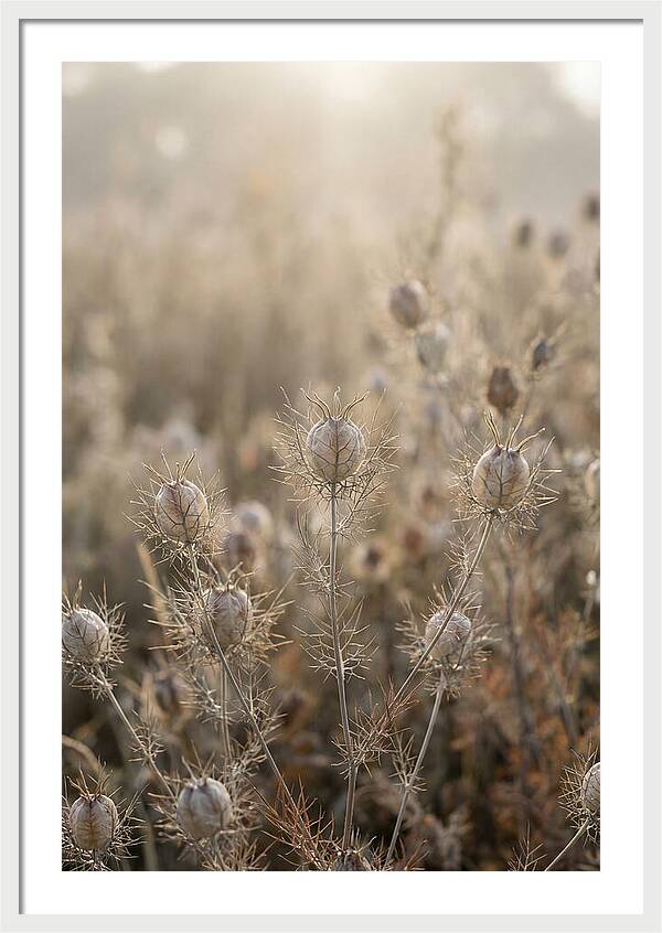 Love In A Mist Serenity