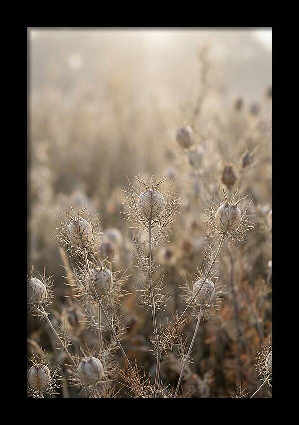 Love In A Mist Serenity