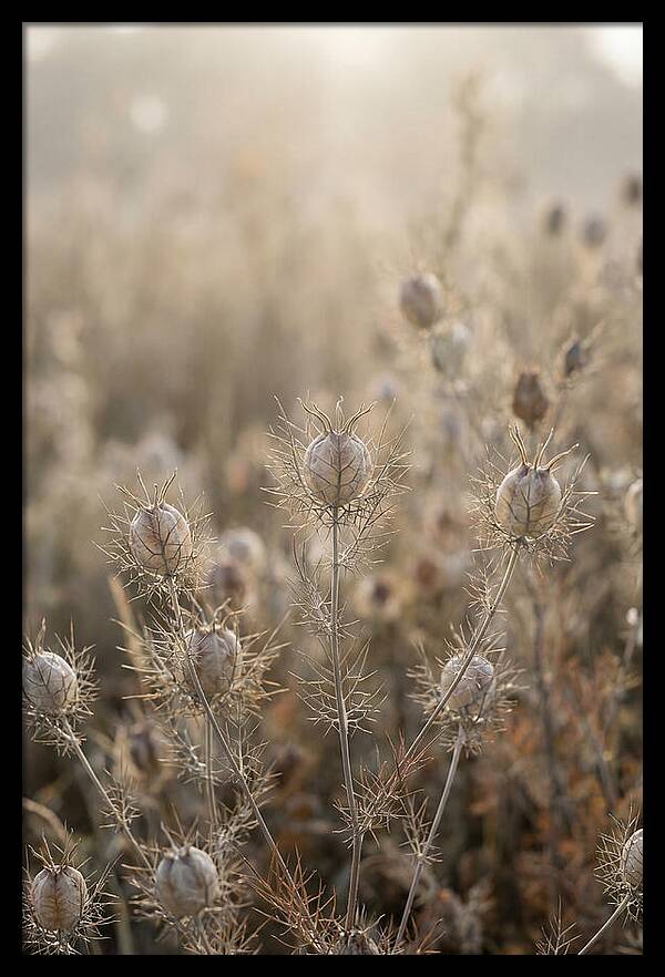Love In A Mist Serenity