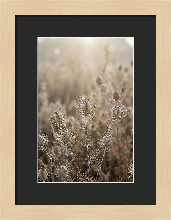 Love In A Mist Serenity