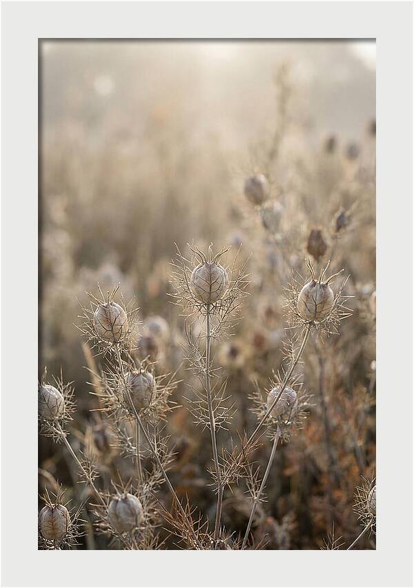 Love In A Mist Serenity
