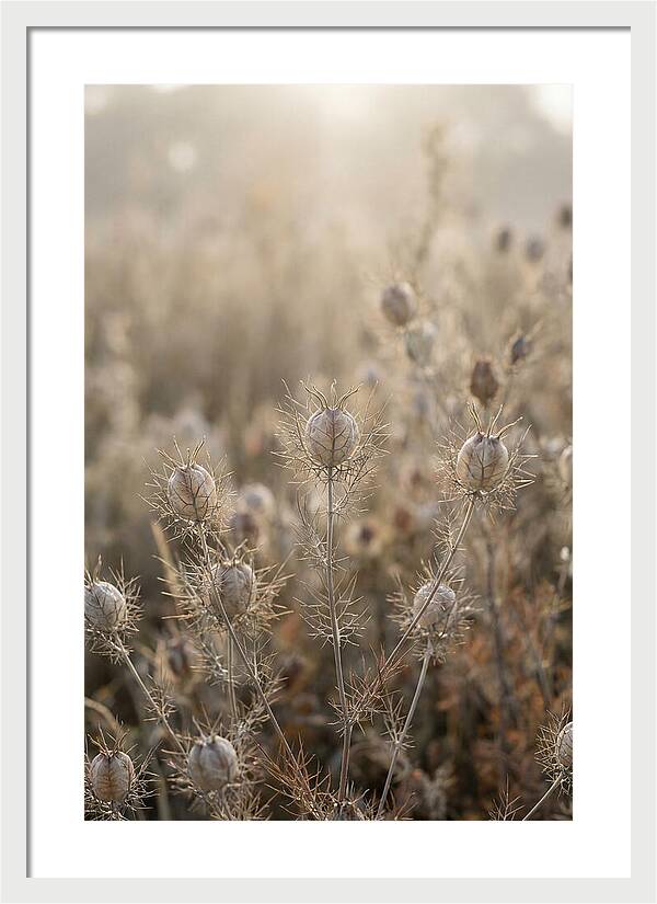 Love In A Mist Serenity